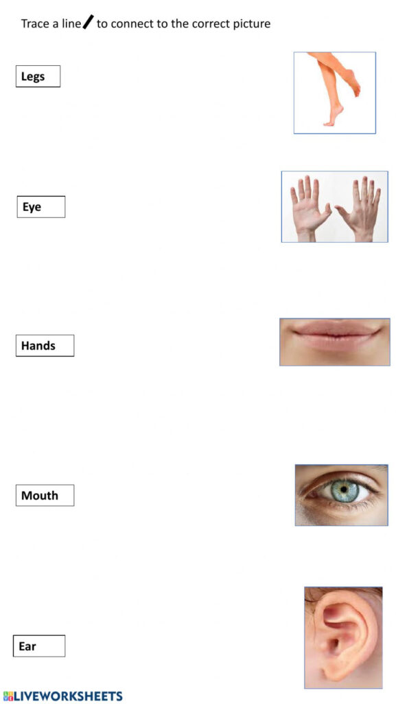 Trace And Match Body Parts   Interactive Worksheet