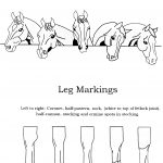 16 Best Images Of Horse Knowledge Worksheets Horse Face