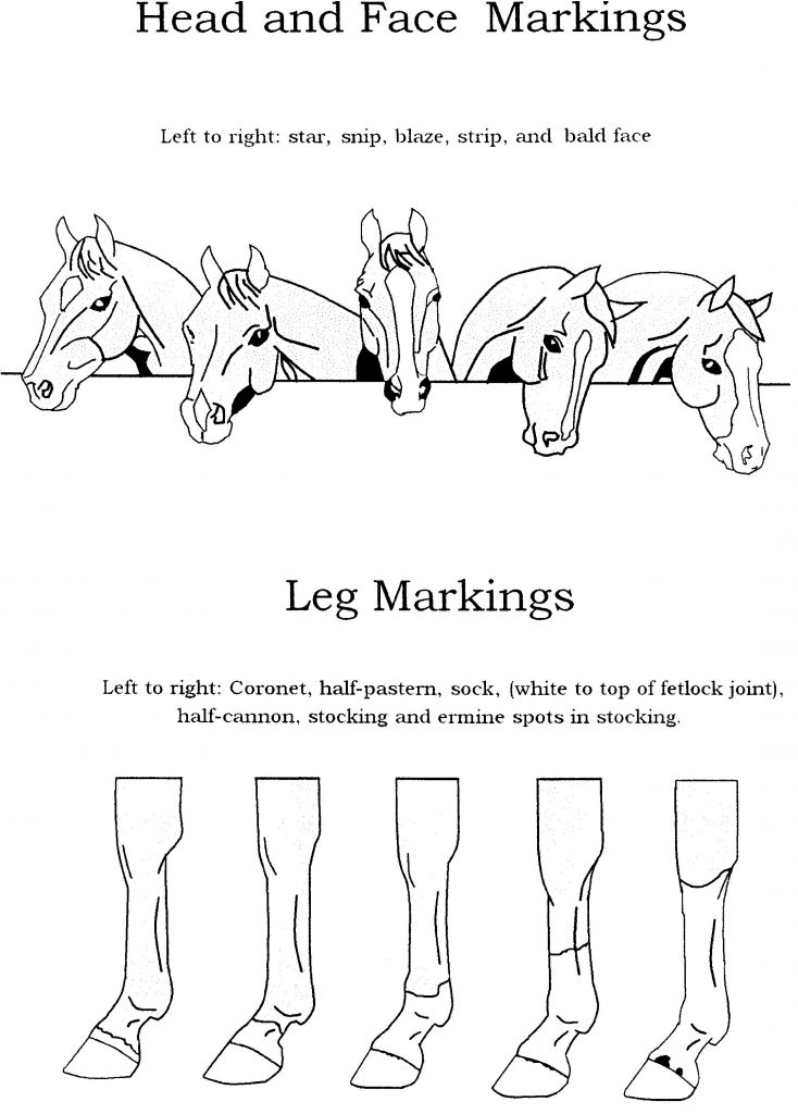 16 Best Images Of Horse Knowledge Worksheets Horse Face