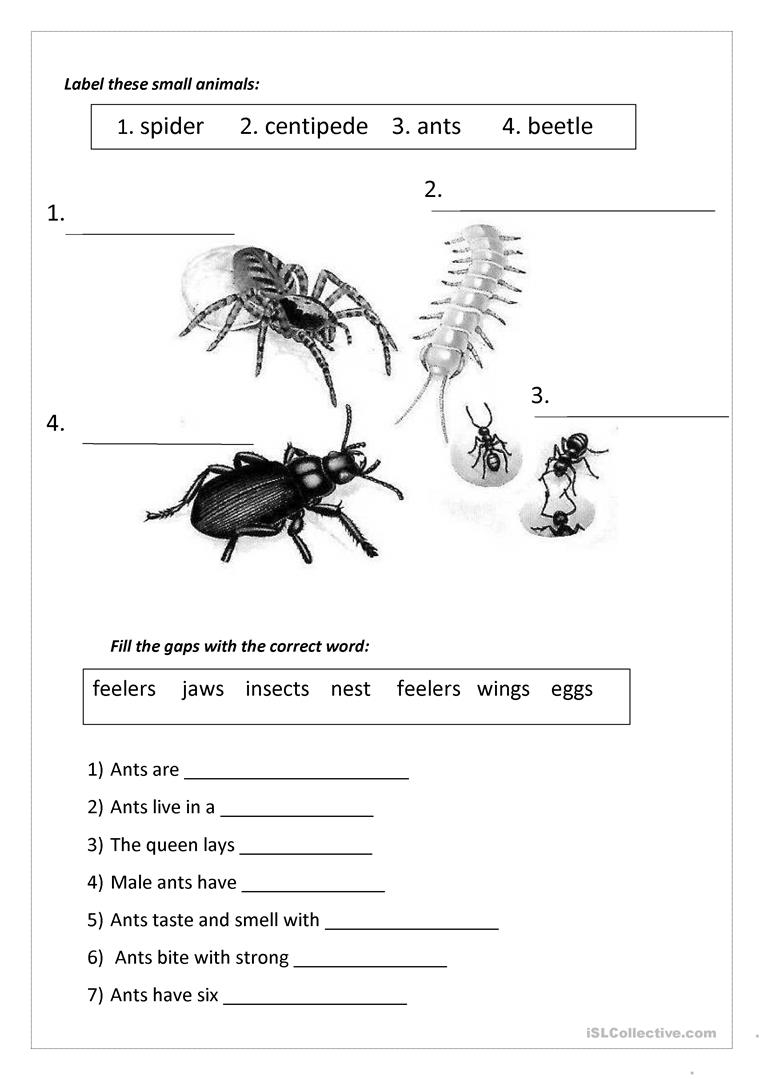 Ants Worksheet Free ESL Printable Worksheets Made By 