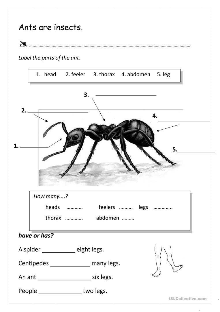 Ants Worksheet Free ESL Printable Worksheets Made By 