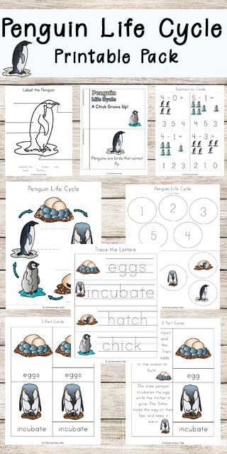 FREE Penguin Life Cycle Worksheets 123 Homeschool 4 Me 