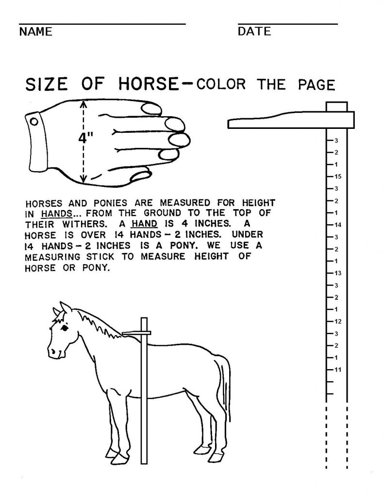 Illustrations Handouts Horse Lessons Horse Riding