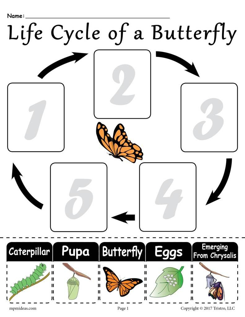  Life Cycle Of A Butterfly Printable Worksheet 