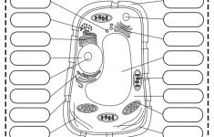 Plant Cell Structure Parts Functions Types And Diagram