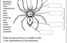 Spider Anatomy Worksheet Studyladder Interactive