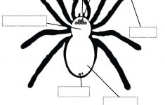 Spider Printable Worksheets Coloring Pages