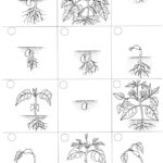 13 Best Images Of Flower Cut And Paste Worksheets Cut