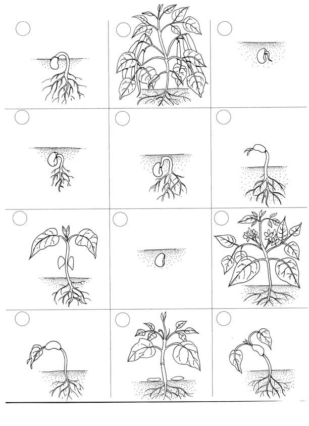 13 Best Images Of Flower Cut And Paste Worksheets Cut 