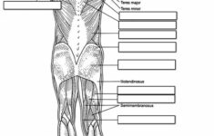 17 Best Images Of Human Muscle Worksheets Label Muscles