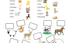 Baby Animals Worksheet Free ESL Printable Worksheets