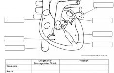 Human Anatomy Worksheets Koibana info Human Body