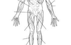 Human Muscles Front View Worksheet Coloring Page Free