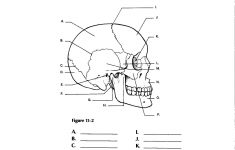 Image Result For Anatomy Labeling Worksheets Human Body