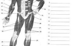 Label Muscles Worksheet Muscleanatomy Nursing School