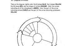 The Cell Cycle Coloring Worksheet Page 2 Of 2 In Pdf